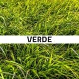costo smaltimento verde