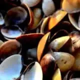 gusci vongole raccolta differenziata