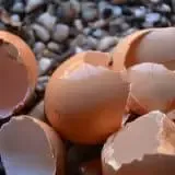 smaltimento gusci uova