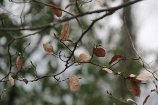smaltimento verde